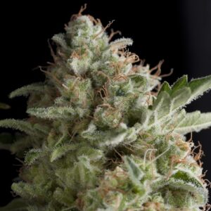50 UND FEM - AMERICAN PIE * PYRAMID SEEDS 50 UND FEMINIZADAS