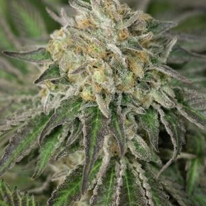 5 UND FEM - AMHERST SOUR DIESEL* HUMBOLDT SEED 5 UND FEMINIZADAS