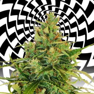 5x100 UND FEM - AMNESI-K LEMON * KANNABIA 500 UND FEMINIZADAS