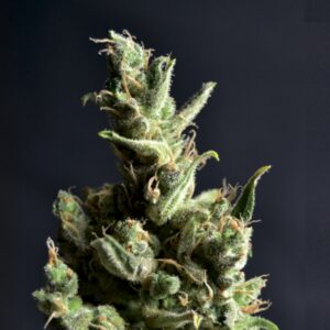 3 UND FEM - AMNESIA 5 * CBD SEEDS 3 UND FEMINIZADAS