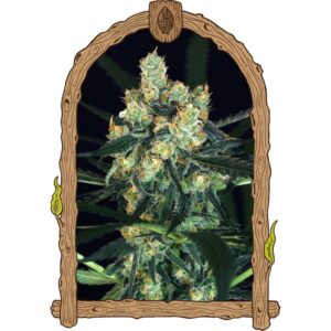 3 UND FEM - AMNESIA # 7 * EXOTIC SEED FEMINIZADA 3 UND