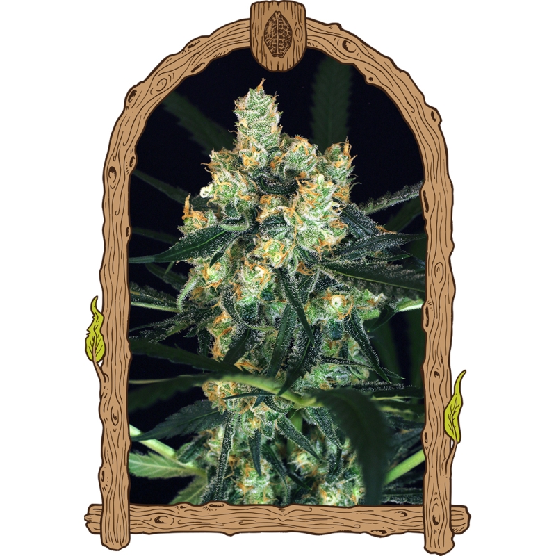 25 UND FEM - AMNESIA # 7 * EXOTIC SEED FEMINIZADA 25 UND