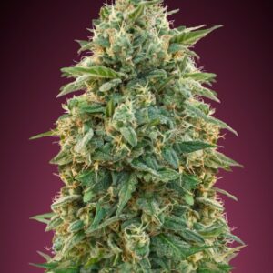 25 UND FEM - AMNESIA * ADVANCED SEEDS 25 UND FEM