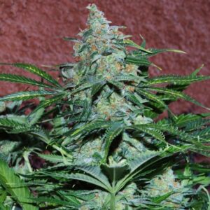 12 UND FEM - AMNESIA RYDER (AUTOFLOWERING C.) * WORLD OF SEEDS FEMINIZADA 12 UND