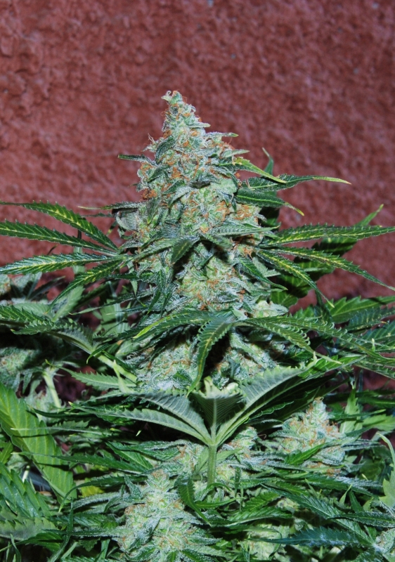 12 UND FEM - AMNESIA RYDER (AUTOFLOWERING C.) * WORLD OF SEEDS FEMINIZADA 12 UND