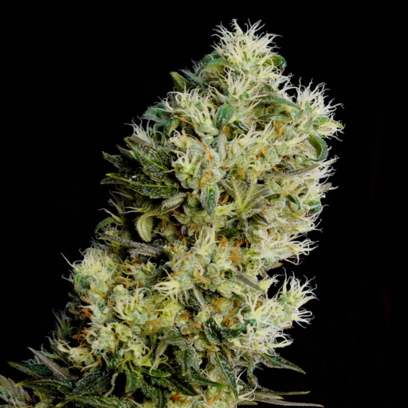25 UND FEM - AMNESIA BILBO  AUTOFLORECIENTE * GENEHTIK SEEDS FEMINIZADA 25 UND