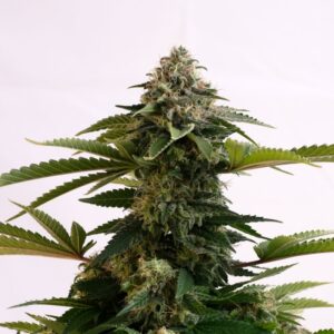 5 UND FEM - AMNESIA DREAMﾠXL AUTO EDITION * KANNABIA SEEDS 5 UND FEMINIZADAS