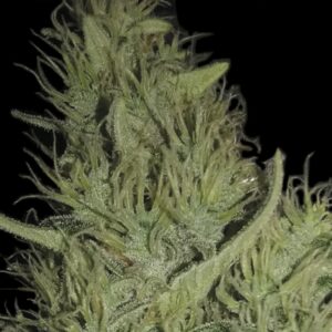 1 UND FEM - AMNESIA * EXCLUSIVE SEEDS 1 UND FEM