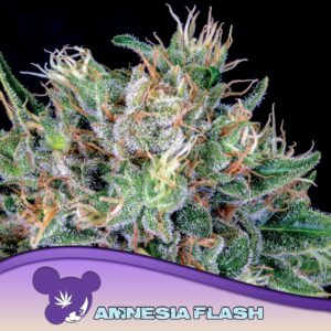 5 UND FEM - AMNESIA FLASH * ANESIA SEEDS 5 FEMINIZADAS