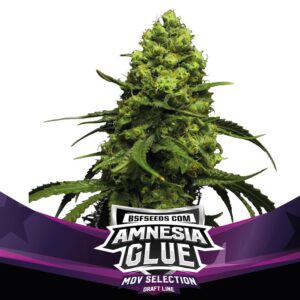 12 UND FEM - AMNESIA GLUE * BSF SEEDS 12 UND FEMINIZADAS