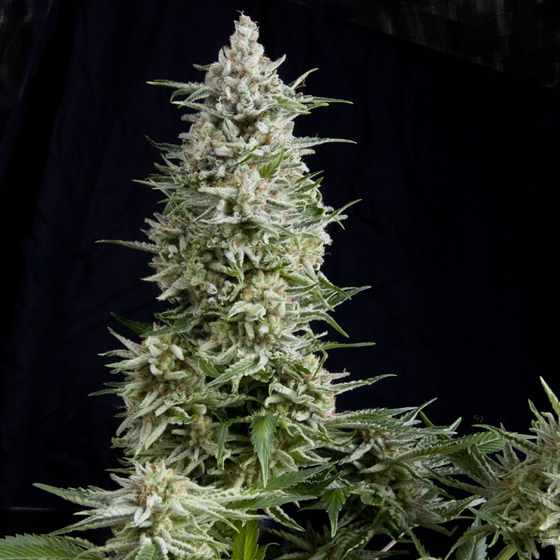 1 UND FEM - AMNESIA GOLD * PYRAMID SEEDS 1 UND FEMINIZADA