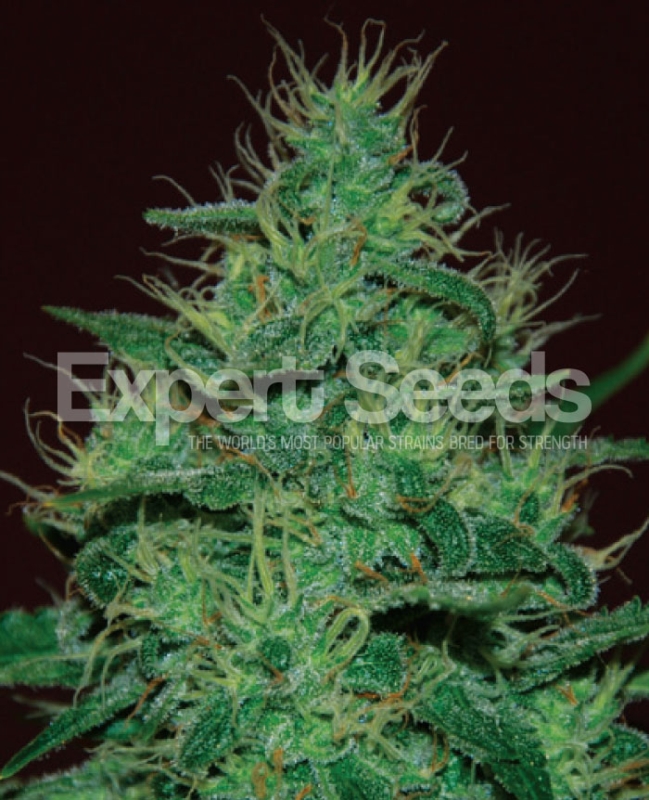 5 UND FEM - AMNESIA HAZE AUTO * EXPERT SEEDS 5 UND FEMINIZADAS