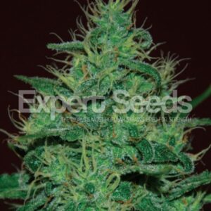 1 UND FEM - AMNESIA HAZE AUTO * EXPERT SEEDS 1 UND FEMINIZADA