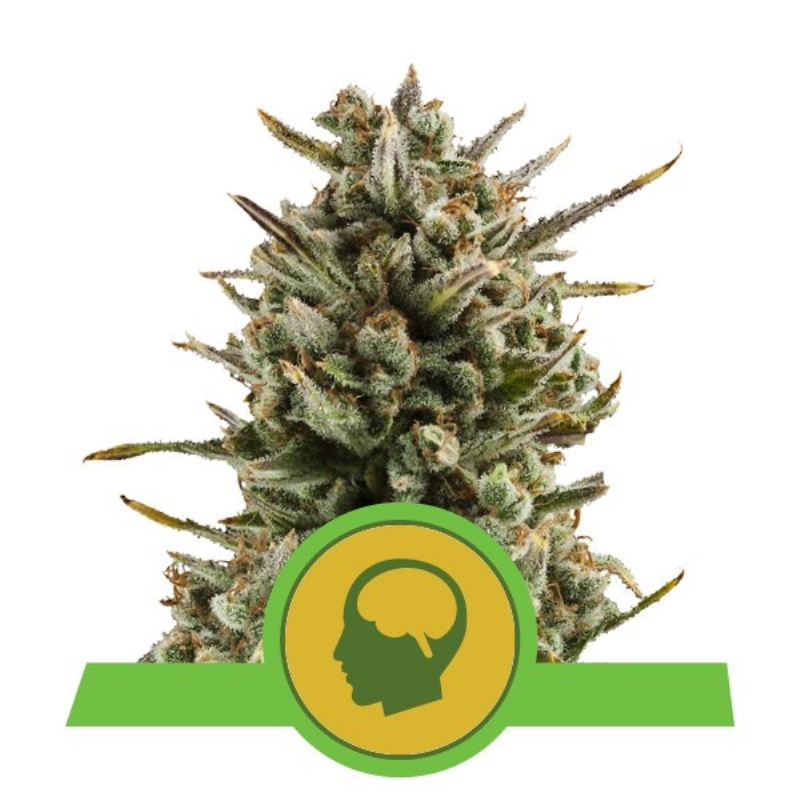 5 UND FEM - AMNESIA HAZE AUTOMATIC * ROYAL QUEEN 5 UND FEMINIZADAS