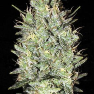 100 UND FEM - AMNESIA HAZE * BULK SEED 100 UND FEM