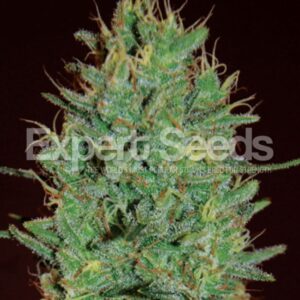 10 UND FEM - AMNESIA HAZE * EXPERT SEEDS 10 UND FEMINIZADAS