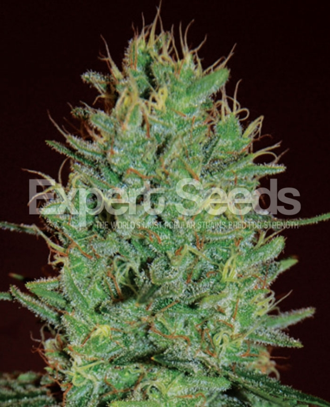 10 UND FEM - AMNESIA HAZE * EXPERT SEEDS 10 UND FEMINIZADAS
