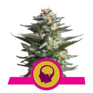 3 UND FEM - AMNESIA HAZE * ROYAL QUEEN 3 UND FEMINIZADAS