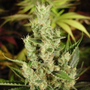 10 UND FEM - AMNESIA HAZE  * SOMA SEEDS 10 UND FEMINIZADAS