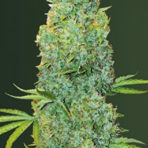 3 UND FEM - AMNESIA HAZE * VICTORY SEEDS FEMINIZADA 3 UND