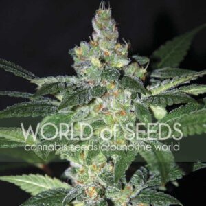 7 UND FEM - AMNESIA (LEGEND COLLECTION) * WORLD OF SEEDS FEMINIZADA 7  UND