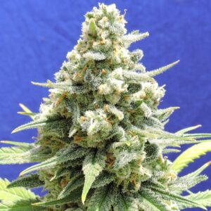 10 UND FEM - AMNESIA LEMON KUSH * ORIGINAL SENSIBLE 10 UND FEMINIZADAS