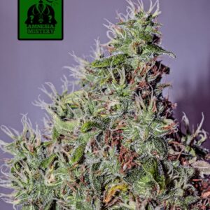 3 UND FEM - AMNESIA MISTERY  * POSITRONICS 3 UND FEMINIZADAS