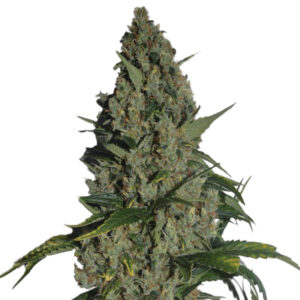 10 UND FEM - AMNESIA * NIRVANA 10 UND FEMINIZADAS