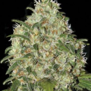 100 UND FEM - AMNESIA PLATINUM * BULK SEED 100 UND FEM