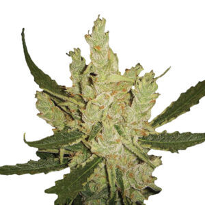 10 UND REG - AMNESIA  * NIRVANA 10 UND REGULARES