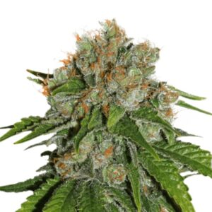 1 UND FEM - AMNESIA * SEEDSTOCKERS FEMINIZADA 1 UND