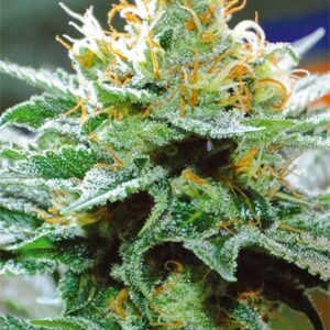 10 UND FEM - AMNESIA X BUDDHA KUSH * VISION SEEDS 10 UND FEM