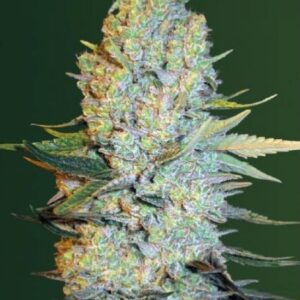 3 UND FEM - AMNESIUM  * VICTORY SEEDS FEMINIZADA 3 UND