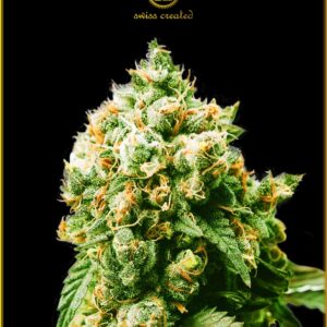 5 UND FEM - ANACONDA * ANACONDA SEEDS FEMINIZADA 5 UND