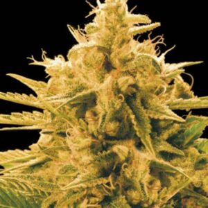 100 UND FEM - ANANAS FUNK * BULK SEED 100 UND FEM