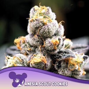 3 UND FEM - ANESIA SCOUT COOKIES * ANESIA SEEDS 3 FEMINIZADAS