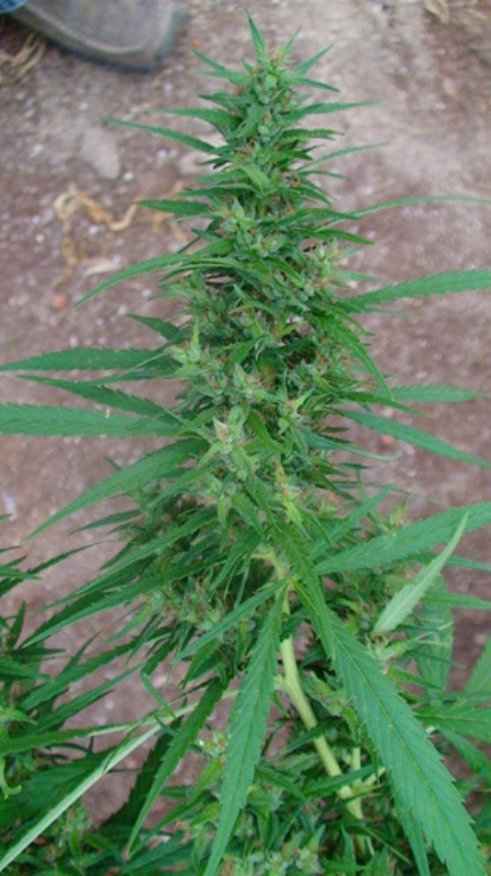 15 UND REG - ANGEL BREATHE (MANGO HAZE X AFGHAN HAZE) * MR NICE LIMITED EDITION 15 UND REG