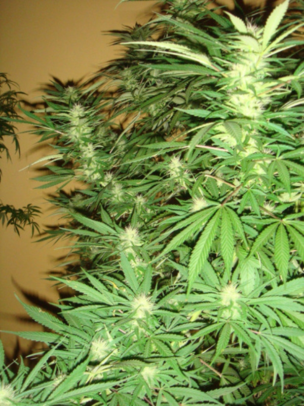 15 UND REG - ANGEL HEART (MANGO HAZE X AFGHAN SKUNK) * MR NICE LIMITED EDITION 15 UND REG