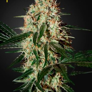 5 UND FEM - ARJAN'S HAZE #3  * GREEN HOUSE 5 UND FEMINIZADAS