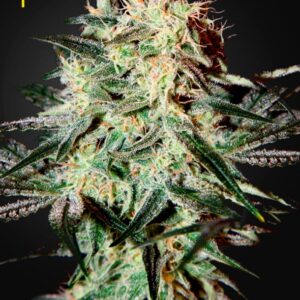 10 UND FEM - ARJAN'S  STRAWBERRY HAZE  * GREEN HOUSE 10 UND FEMINIZADAS