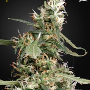 10 UND FEM - ARJAN'S ULTRA HAZE #1  * GREEN HOUSE 10 UND FEMINIZADAS