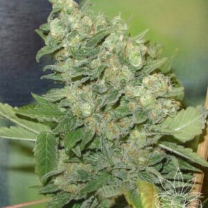 3 UND FEM - ARMAGEDDON * HOMEGROWN FANTASEEDS 3 UND FEMINIZADAS