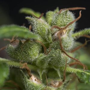 5 UND REG - ATHINA N. GREEK * TROPICAL SEEDS 5 UND REGULARES