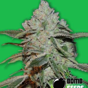 10 UND FEM - ATOMIC BOMB * BOMB SEEDS 10 UND FEMINIZADAS