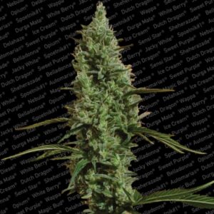 10 UND FEM - ATOMICAL HAZE * PARADISE SEEDS 10 UND FEMINIZADAS