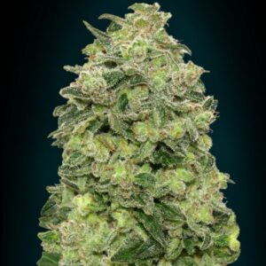 25 UND FEM - AUTO AFGHAN SKUNK * ADVANCED SEEDS 25 UND FEM