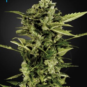 1 UND FEM - AUTO-BOMB * GREEN HOUSE 1 UND FEMINIZADAS