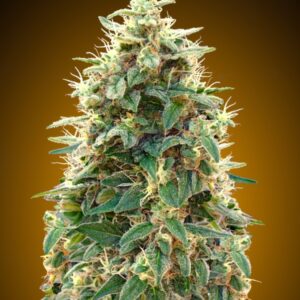 5 UND FEM - AUTO 00 CHEESE * 00SEEDS 5 UND FEMINIZADAS