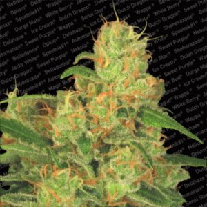 3 UND FEM - AUTO ACID * PARADISE SEEDS 3 UND FEMINIZADAS