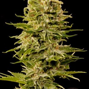 10 UND FEM - AUTO AK 47 * GRASSOMATIC